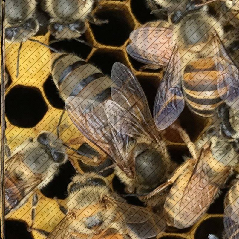 双色蜂王中蜂蜂群带王活体中蜂群蜜蜂群土蜂群双色蜂活群整箱包邮