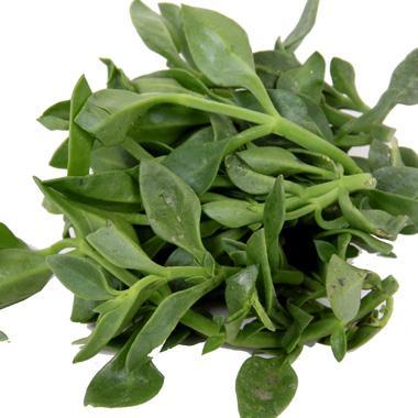 (上午采下午发)穿心莲3斤包邮送酱料田七甜七蔬菜沙拉生吃凉拌