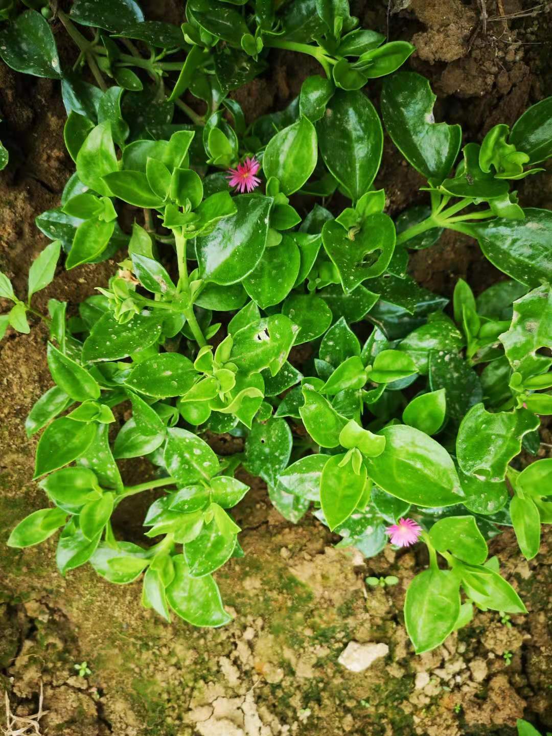 (上午采下午发)穿心莲3斤包邮送酱料田七甜七蔬菜沙拉生吃凉拌