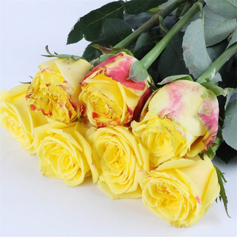 闪耀复色玫瑰玫瑰花花苗花苞花卉观花绿植植物时令草本花卉