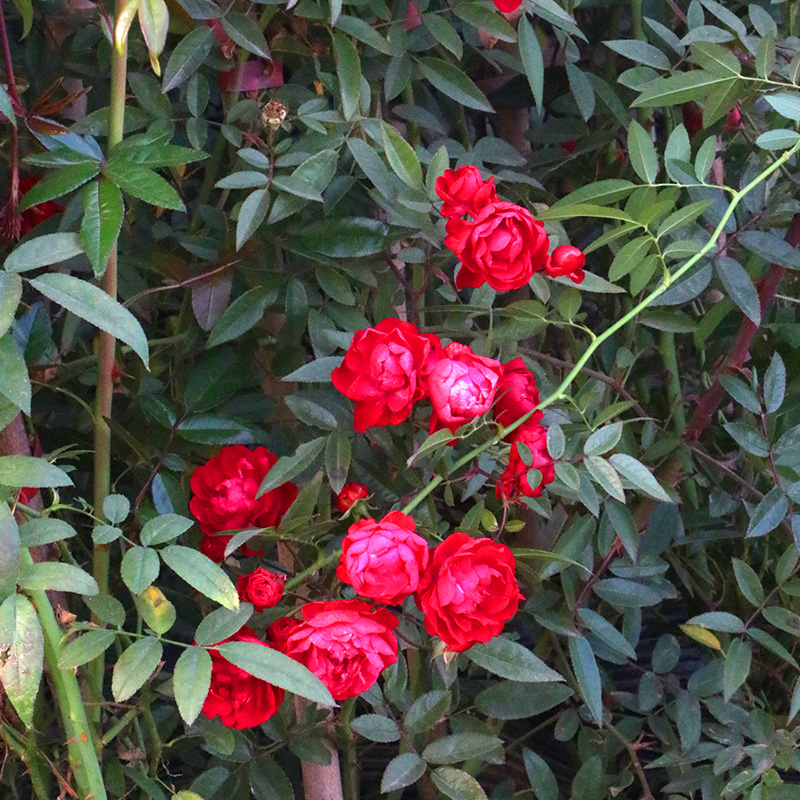 红木香花苗阳台四季花卉爬藤盆栽