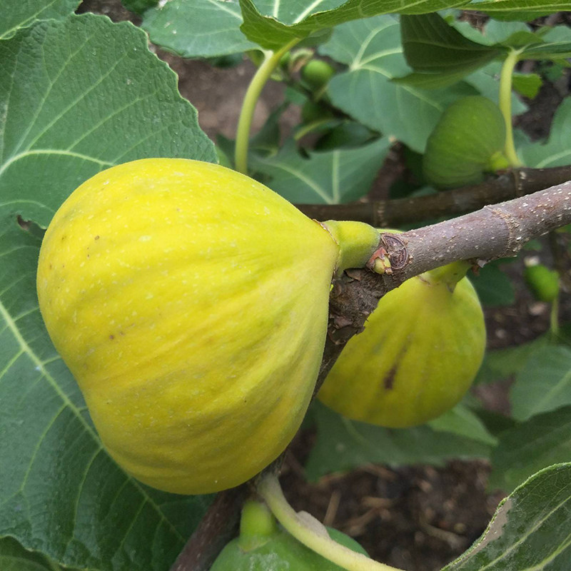 无花果丰产树苗南北四季庭院种植新疆早黄无花果树