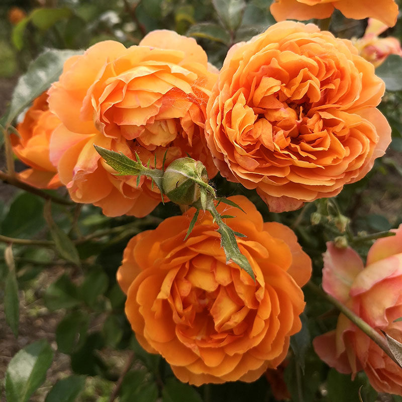 大苗欧月藤本月季蜂蜜焦糖月季玫瑰玫瑰花花苗爬藤花卉