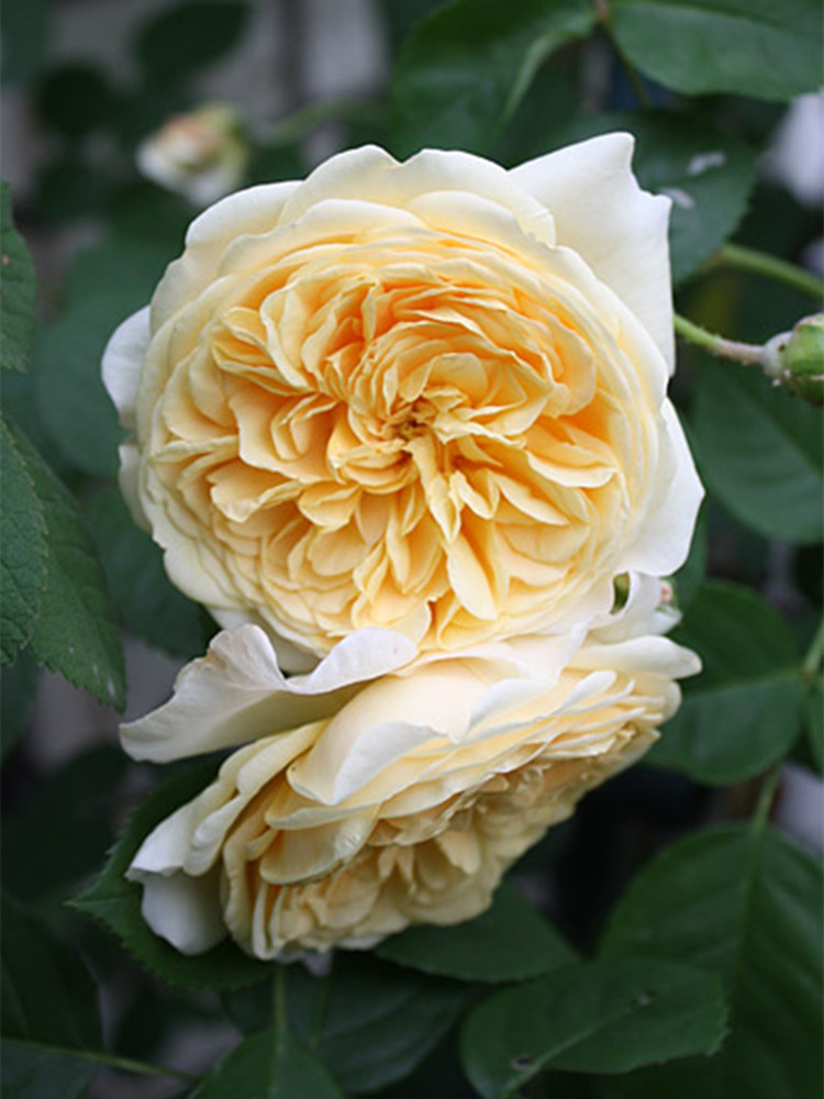 花卉爬藤蔷薇月季月季花花苗欢笑格鲁吉亚四季多花时令草本花卉