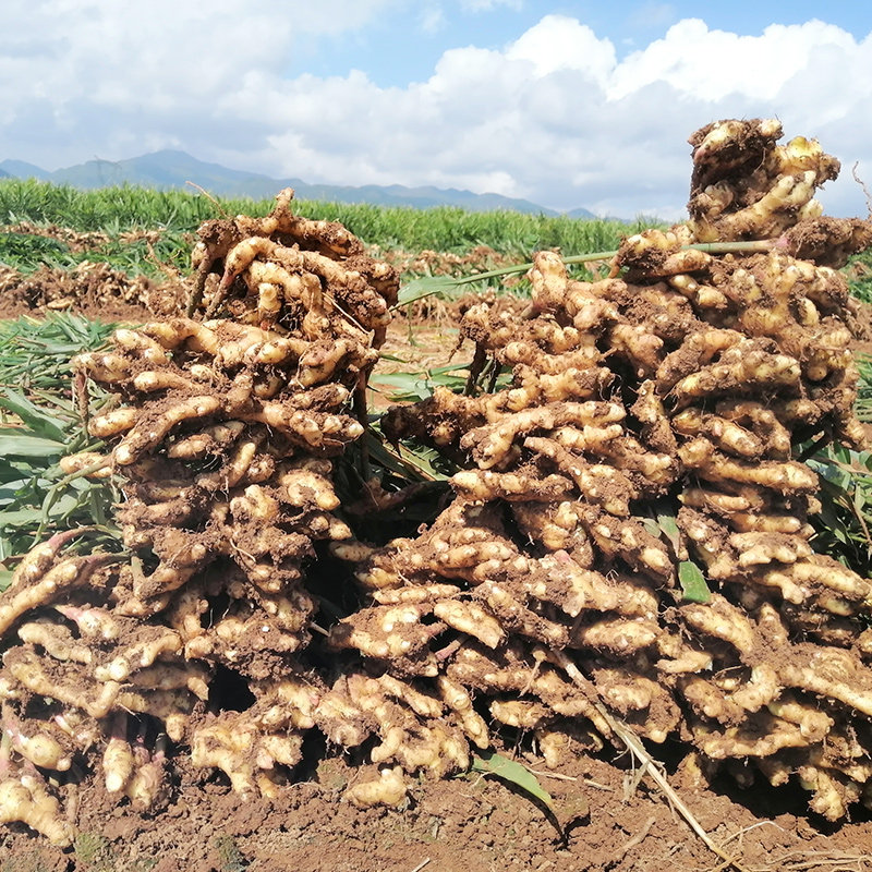 云南土特产罗平小黄姜生姜嫩姜新鲜包邮月子姜老姜土姜仔姜1斤