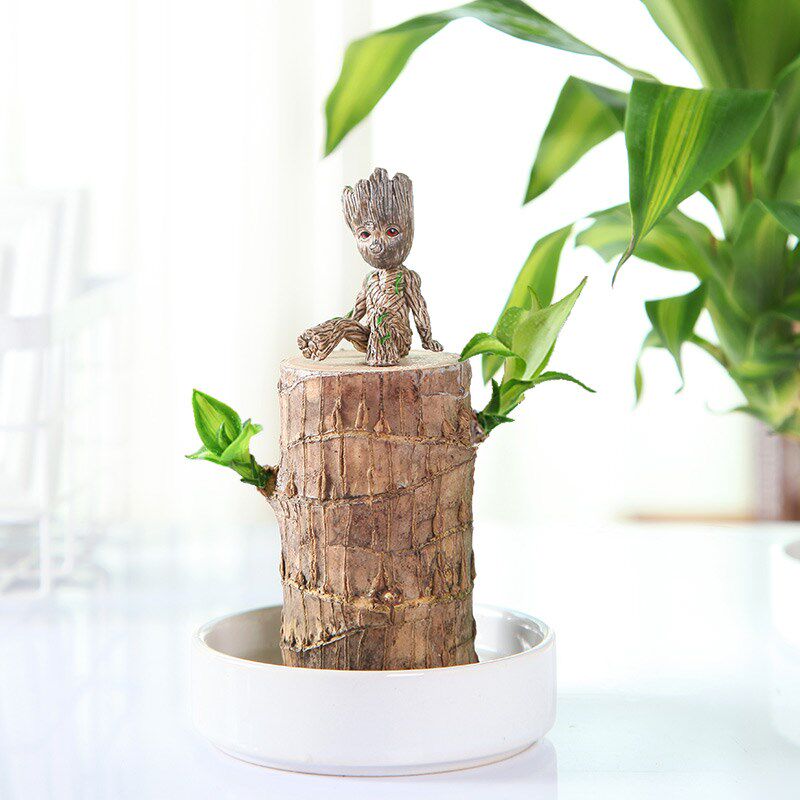 首页 下载app                          巴西木水养幸运木格鲁特办公