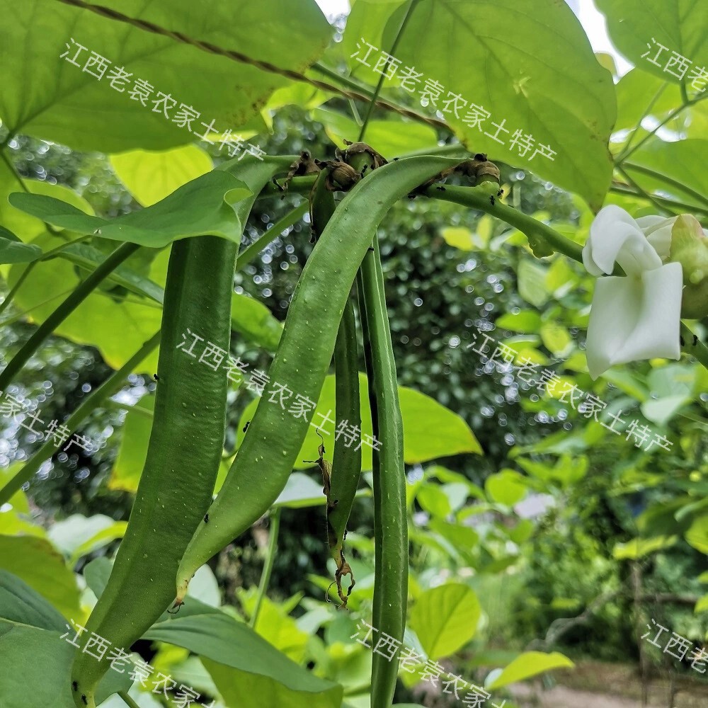 刀豆根干根刀角根干刀豆角根刀板豆根干刀巴豆1份新鲜豆类