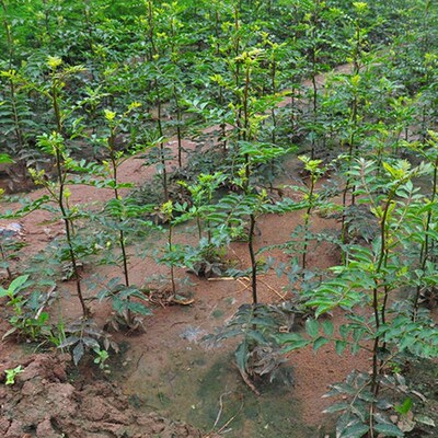 藤椒树苗南北方院地盆栽种植叶青麻椒红袍当年结果花椒果树