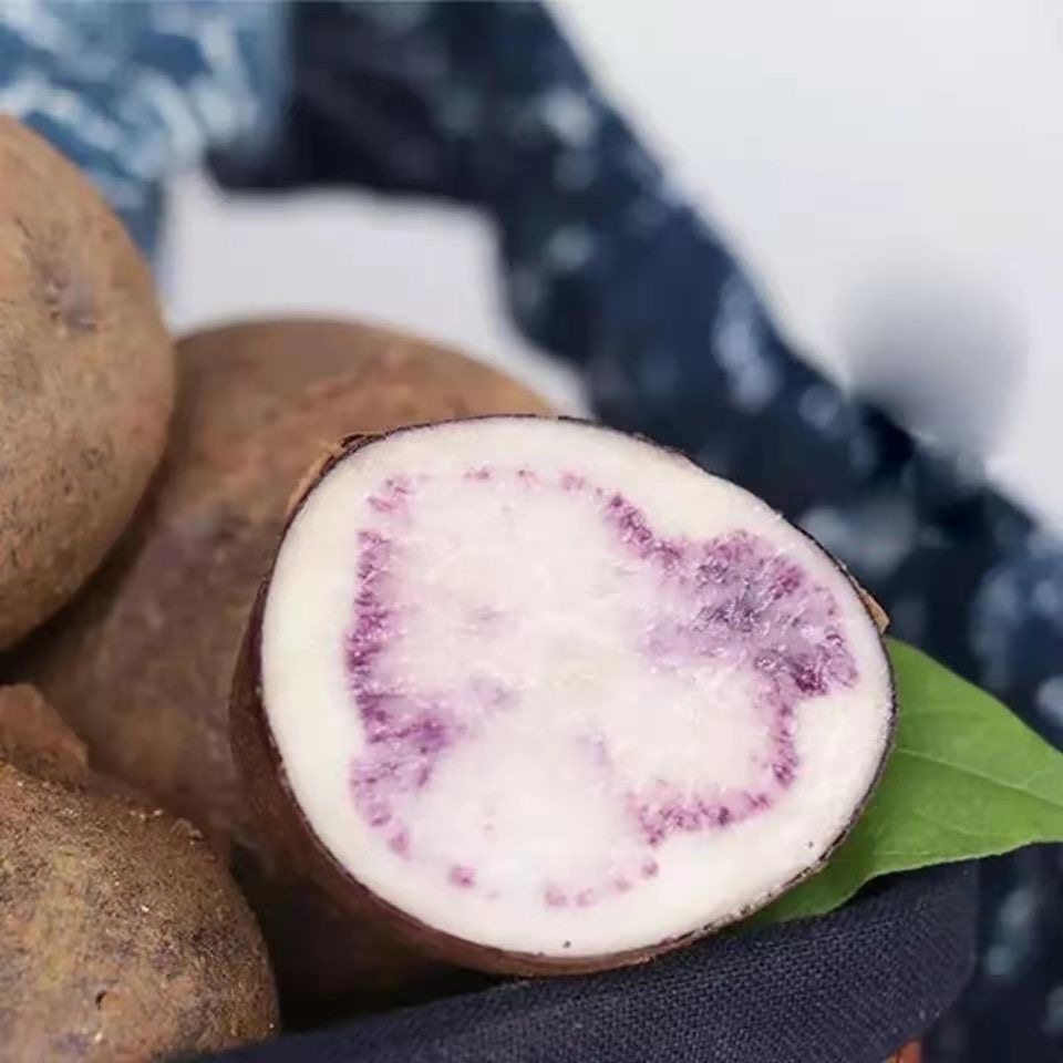 云南会泽农家现挖洋芋紫皮紫心七彩土豆马铃薯土豆