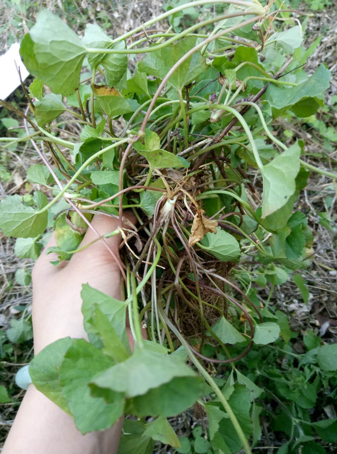 新鲜马蹄发包批发1斤旺盛草苗大碗现挖根崩其它