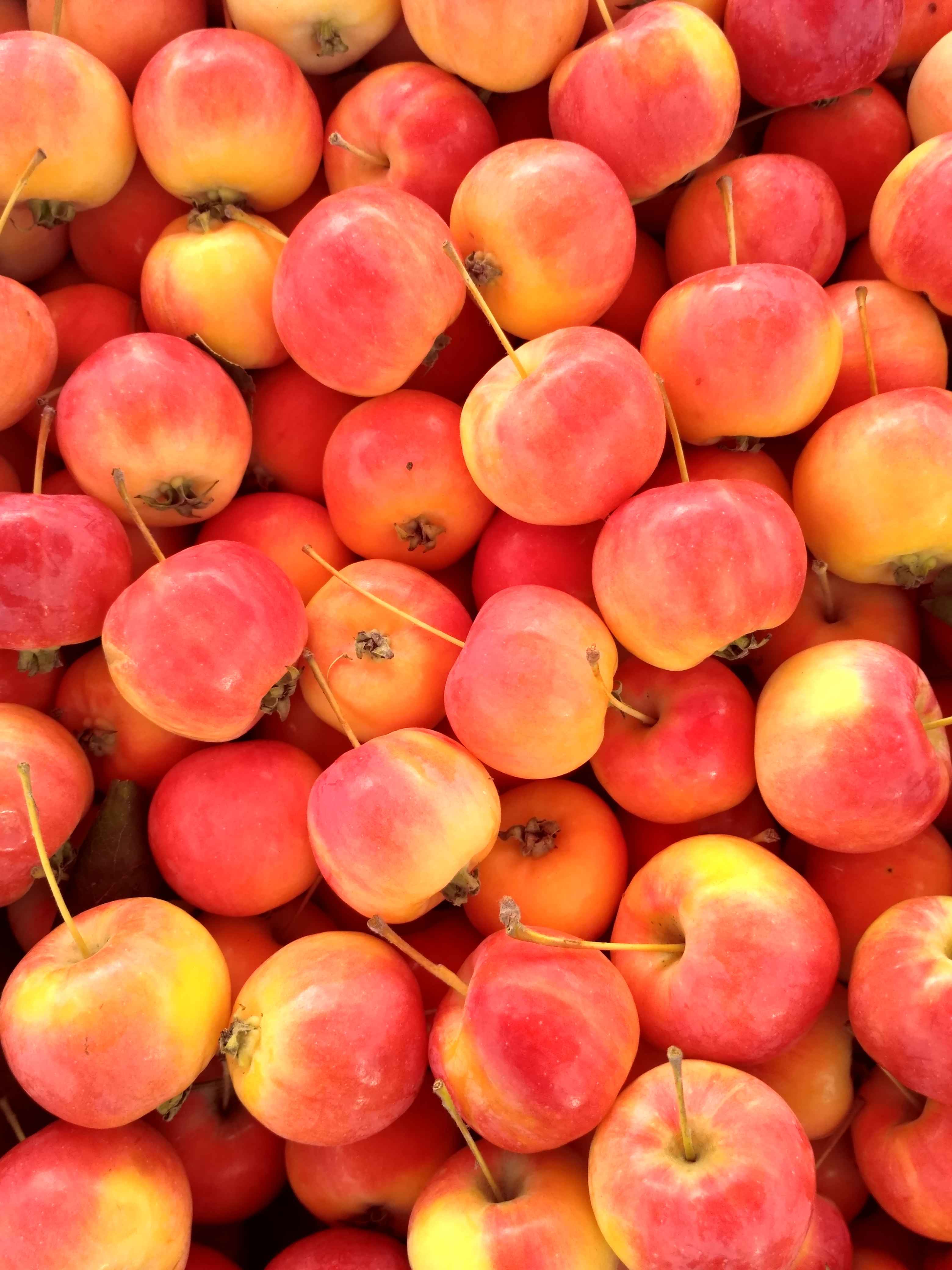 东北沙果新鲜现摘现发黑龙江特产老人孕妇水果其它