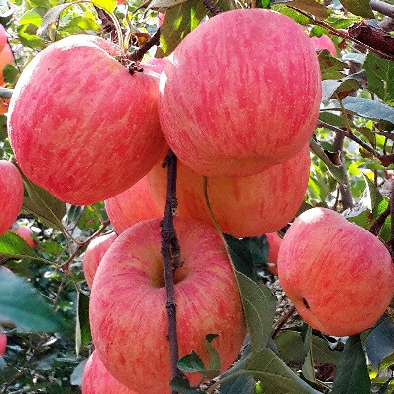 陕西红富士苹果新鲜现摘脆甜孕妇水果当季大红苹果