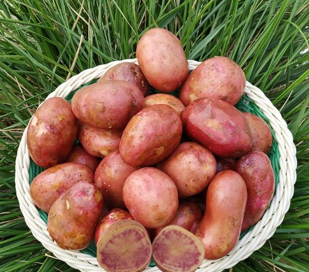 云南新鲜红皮花心土豆迷你七彩七彩马马铃薯10斤土豆