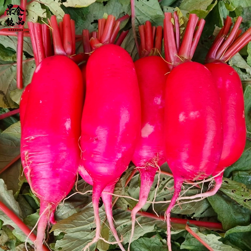 萝卜新鲜现拔红萝卜红皮白心脆甜农家胭脂泡菜萝卜