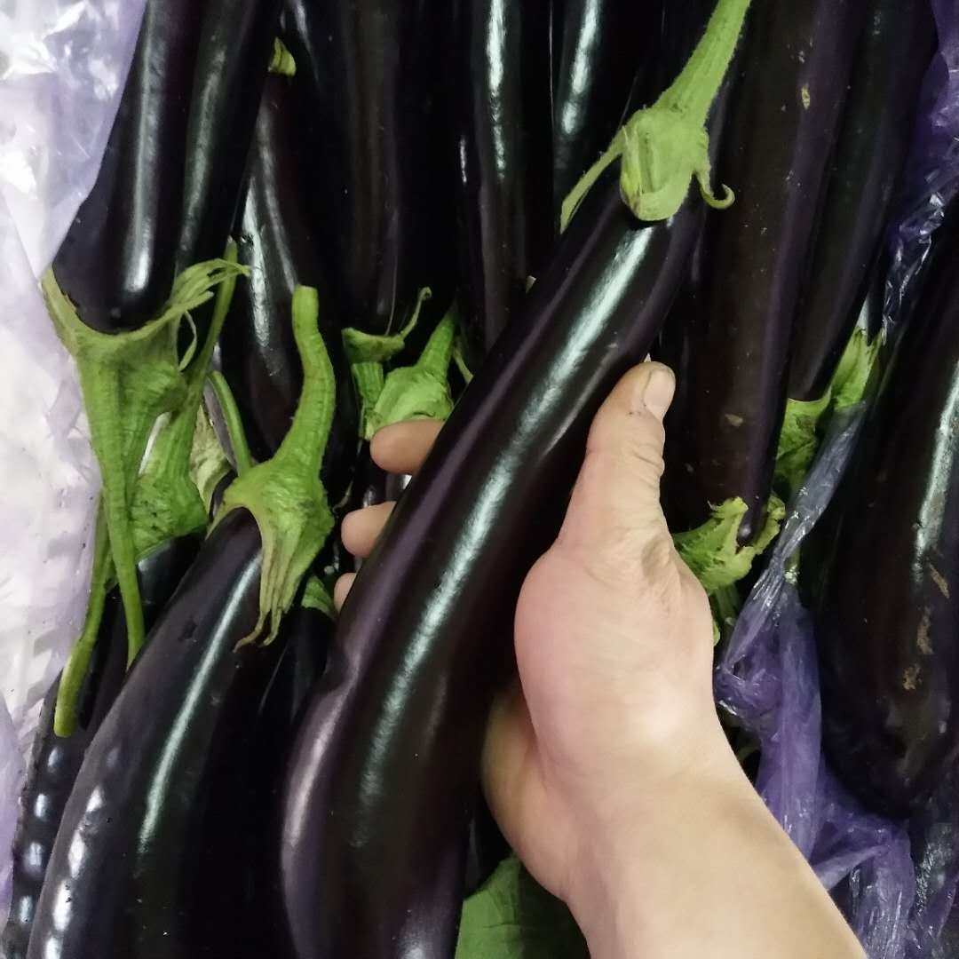 茄子农家自种山东新鲜蔬菜长茄紫茄长线嫩现其它