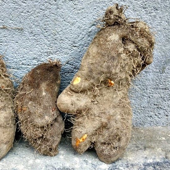 四川特产大薯宜宾农家土特产白薯山药脚板薯切番薯