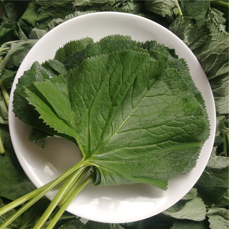 延边净重大叶拌菜饭菜包饭菜500克新鲜野菜特产其它