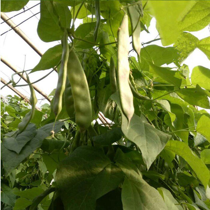 豆角现摘东北菜排骨炖面新鲜蔬菜一点一点红红油其它