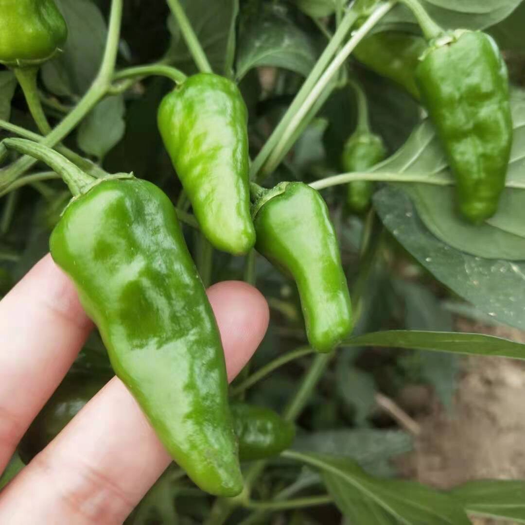江西特产正宗余干辣椒农家新鲜现摘青辣椒枫树辣椒3斤