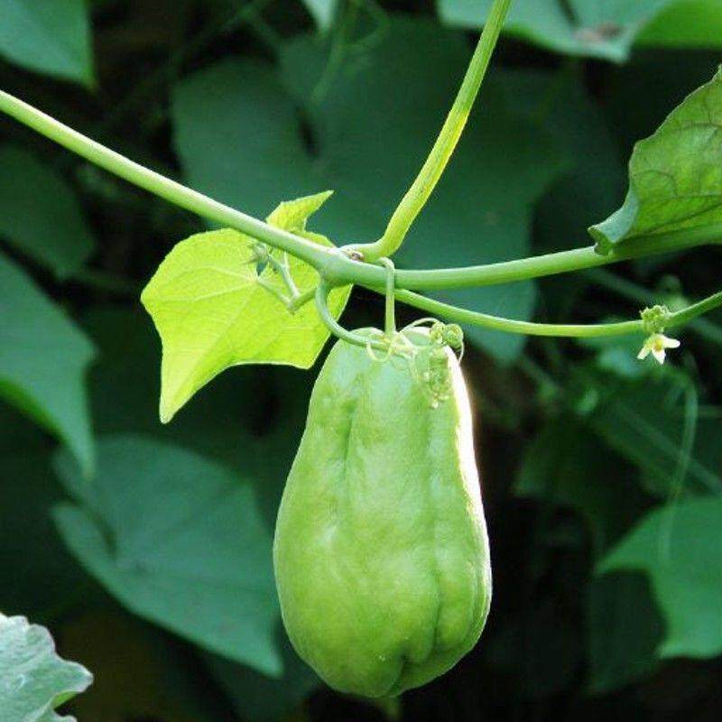 佛手新鲜瓜葵瓜洋丝瓜丰收瓜寿瓜农农家自种其它