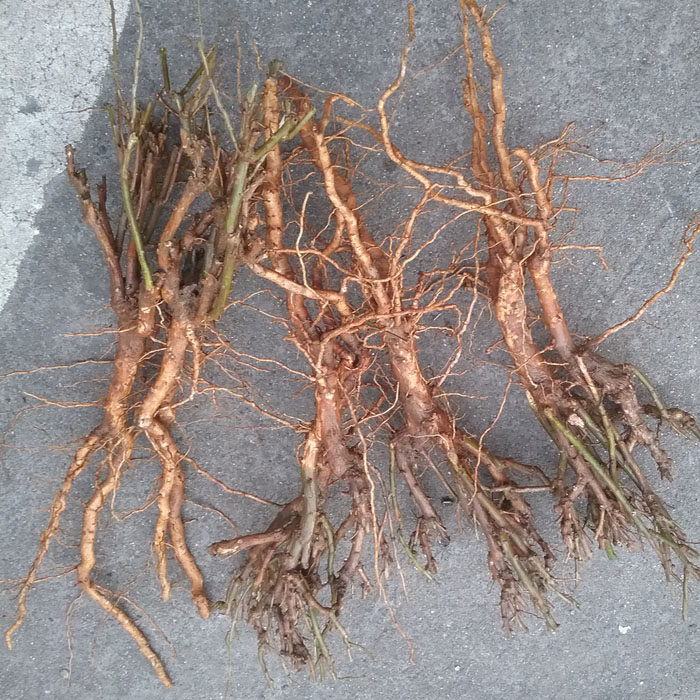 枸杞子野生枸杞老根地骨天然种植新鲜现挖现发其它