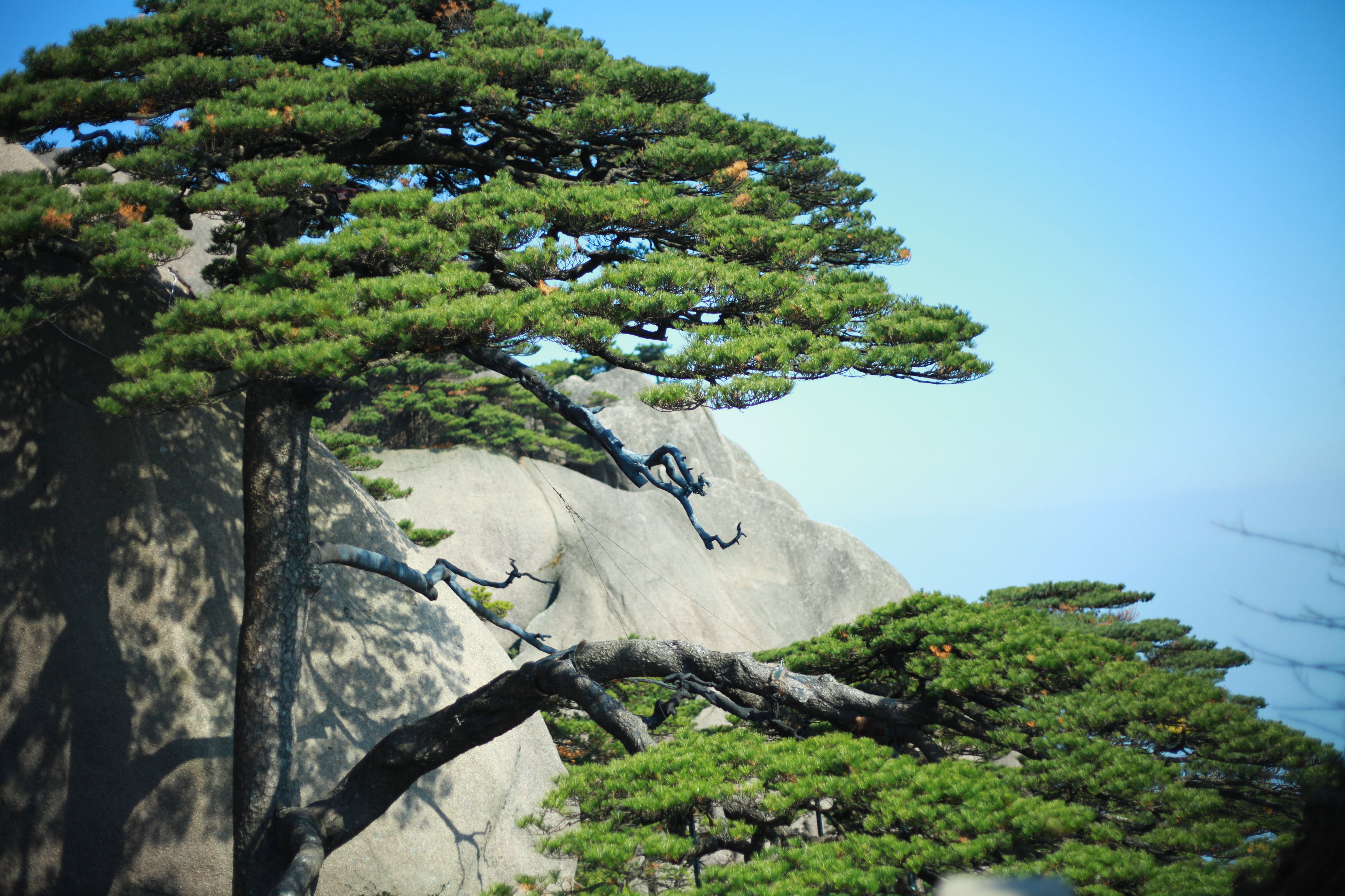 种子新采松树黄山松迎客松马尾松白皮五针黑松油松家庭园艺种子