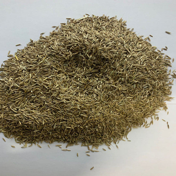 草坪种子草籽四季常青修剪牙根马尼拉护坡草皮家庭园艺种子