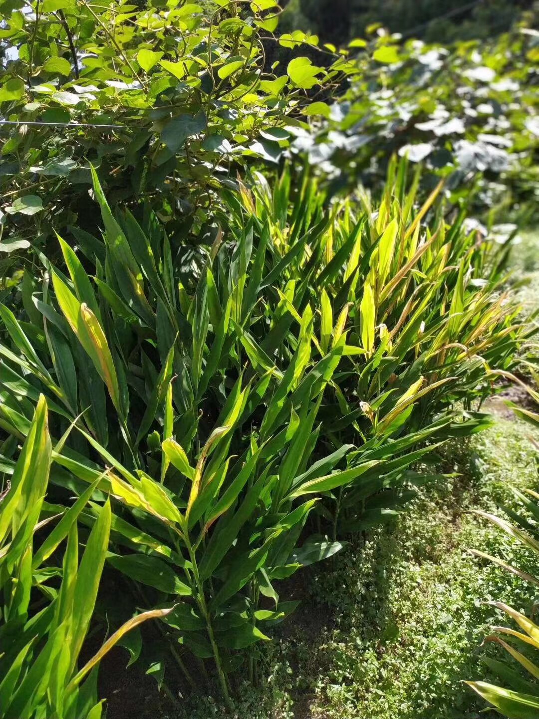 岳西特产大别山新鲜现掰洋姜野生姜羊藿姜腌阳荷姜其它