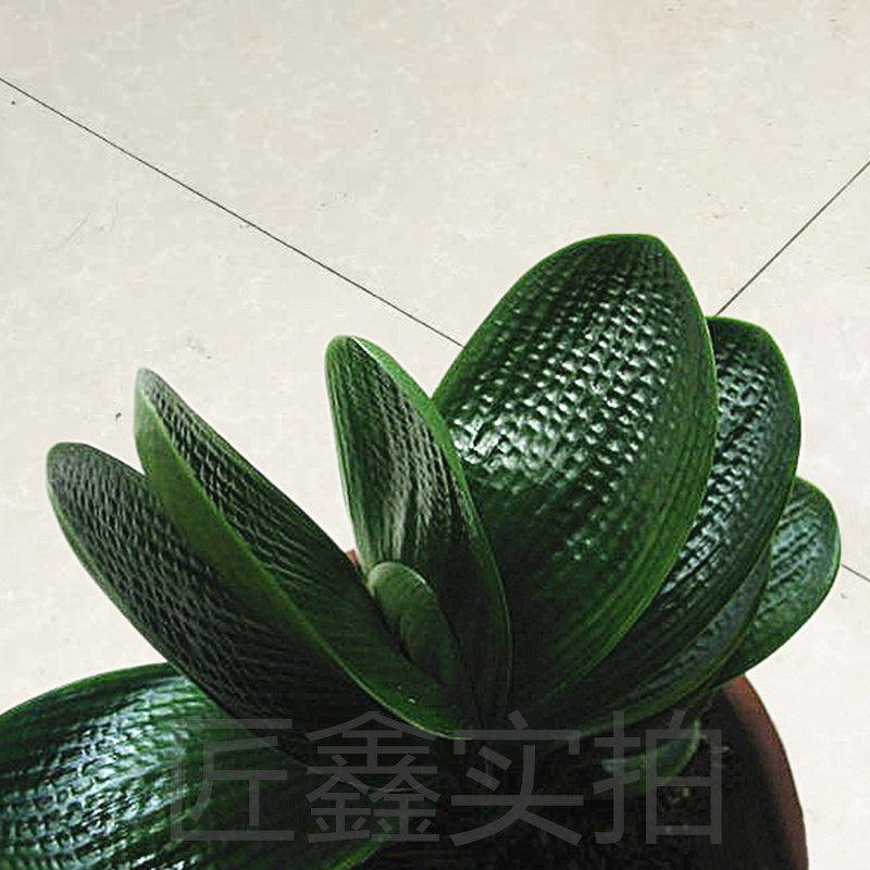 长春君子兰精品珍珠珠王头短叶粗筋麻脸深坑油匠绿植