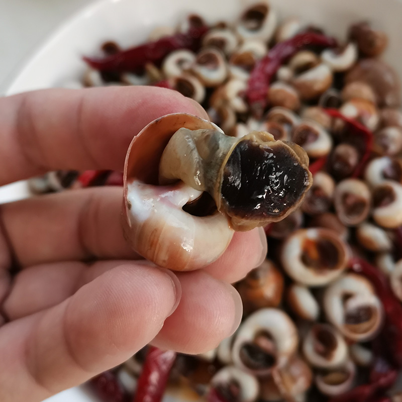 大连海鲜麻辣红腚螺即食海螺香螺肚脐螺鲜活加工熟食海螺小猫眼螺