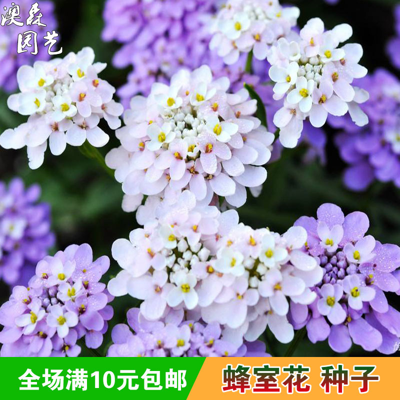 蜂室花种子屈曲花种籽室内室外阳台庭院花园盆栽花海花卉春秋易活