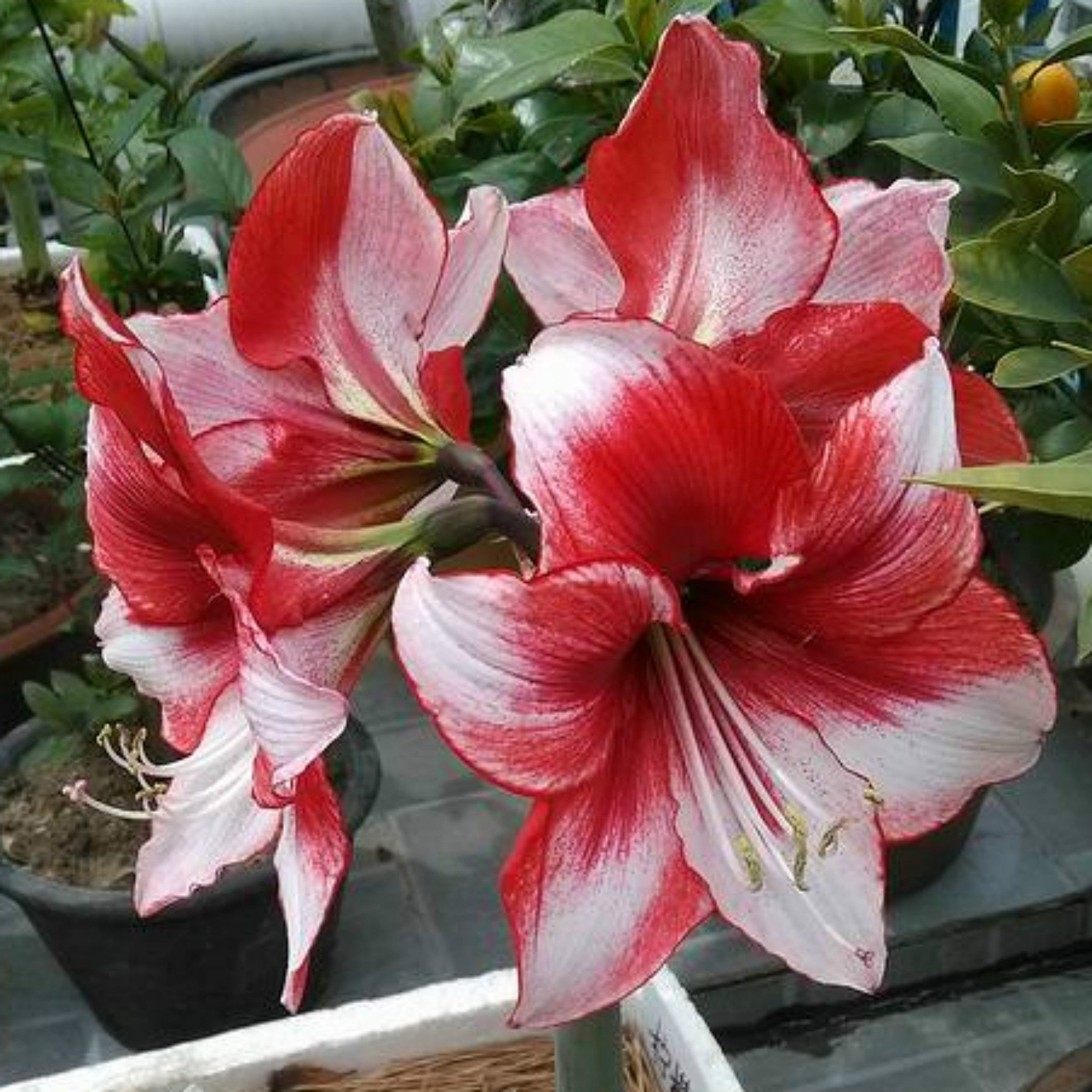 现货荷兰进口重瓣朱顶红种室内室外四季盆栽笔筒