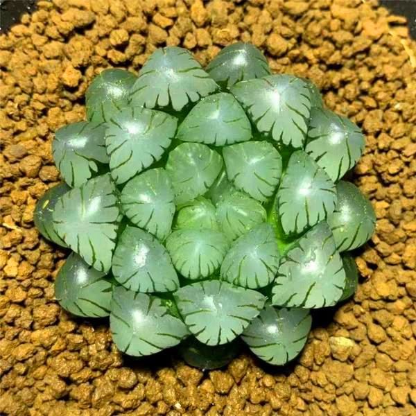 ob1玉露姬玉露十二卷实拍品相好层数数多植物笔筒