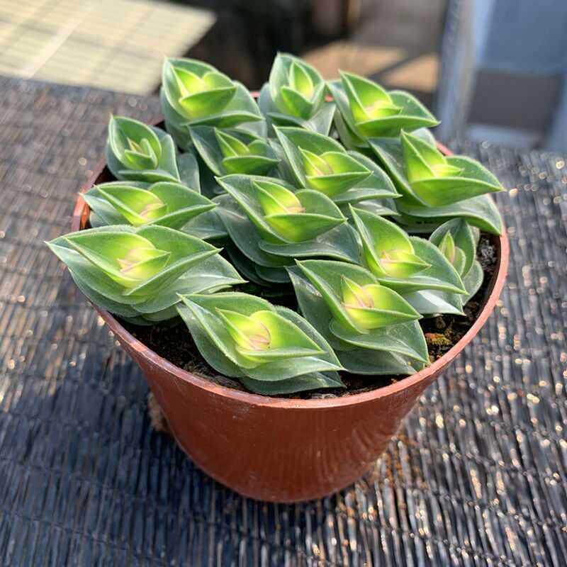 一帆风顺锦上添花多肉植物招财平安寓意办公办公室室内绿植