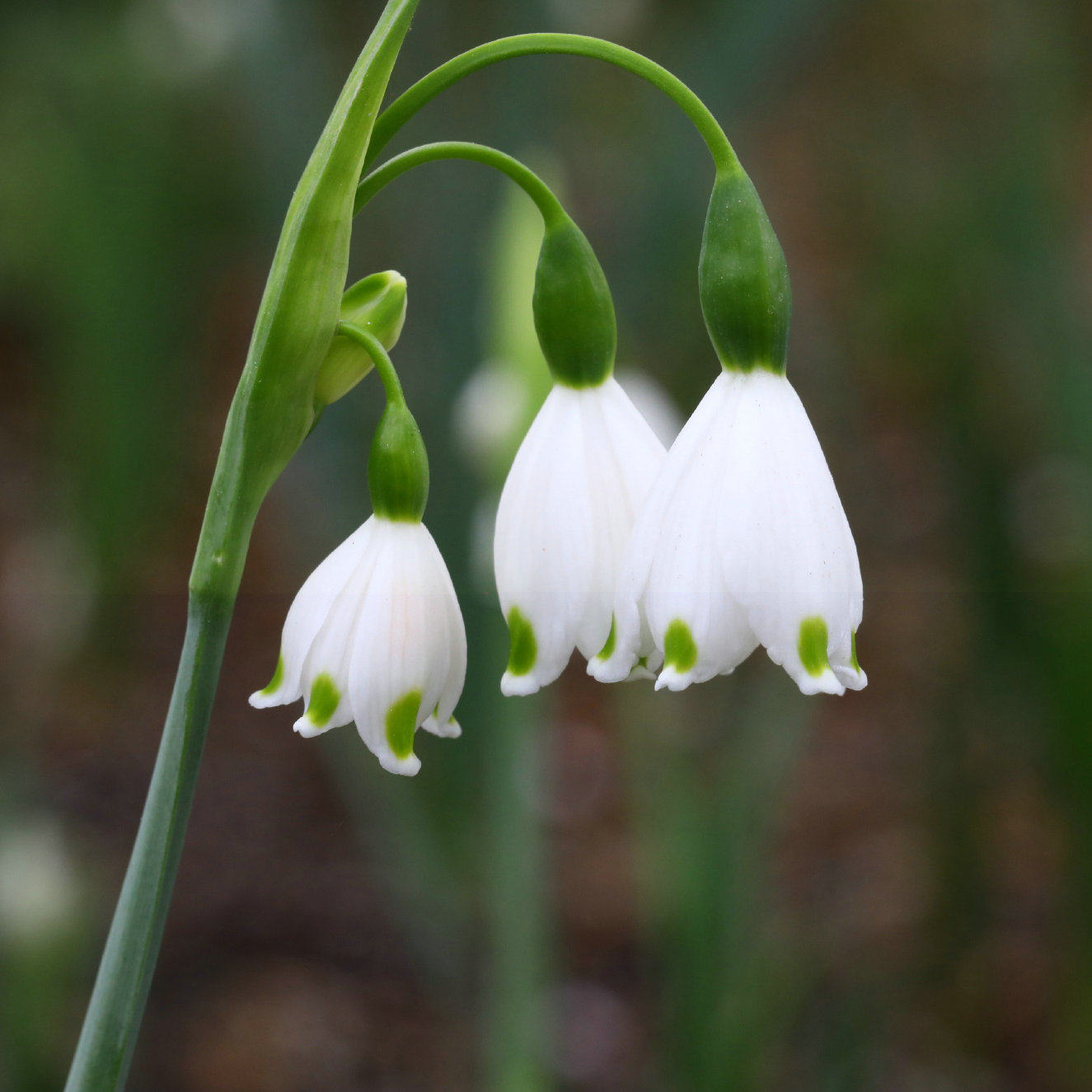雪片莲种现货进口庭院阳台室内盆栽雪滴耐寒种球