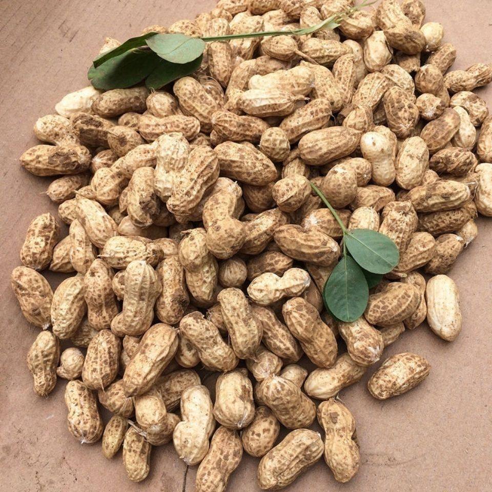 2022年新鲜湿花生现挖现发带壳生花生农家自种红皮粉皮可水煮花生