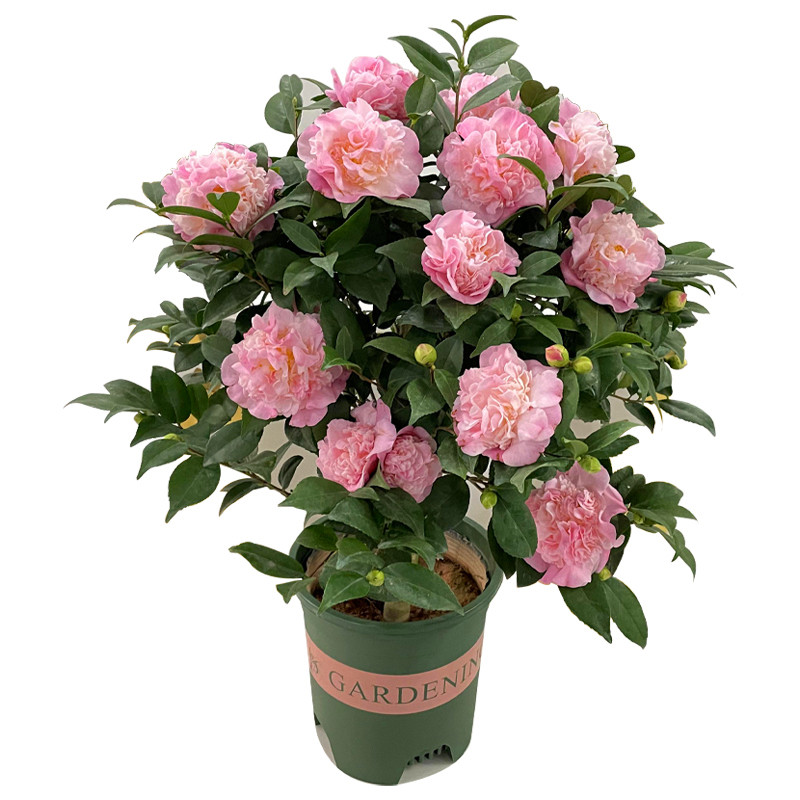 香妃山茶花树苗盆栽浓香香型植物花苞庭院室内时令草本花卉