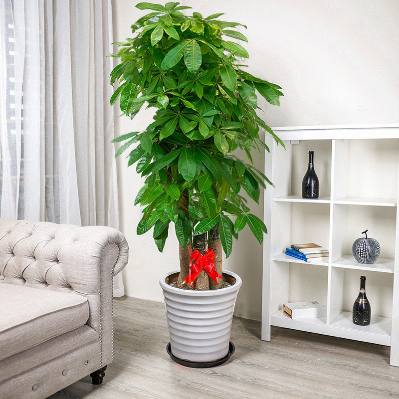 步步高发财树前台盆栽大型绿植开业乔迁办公室净化空气同城配送