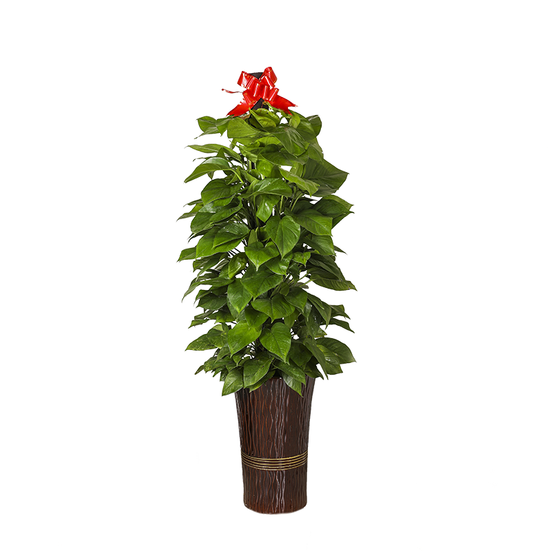 绿萝盆栽室内办公室客厅前台甲醛观叶绿植绿植大叶大型绿植
