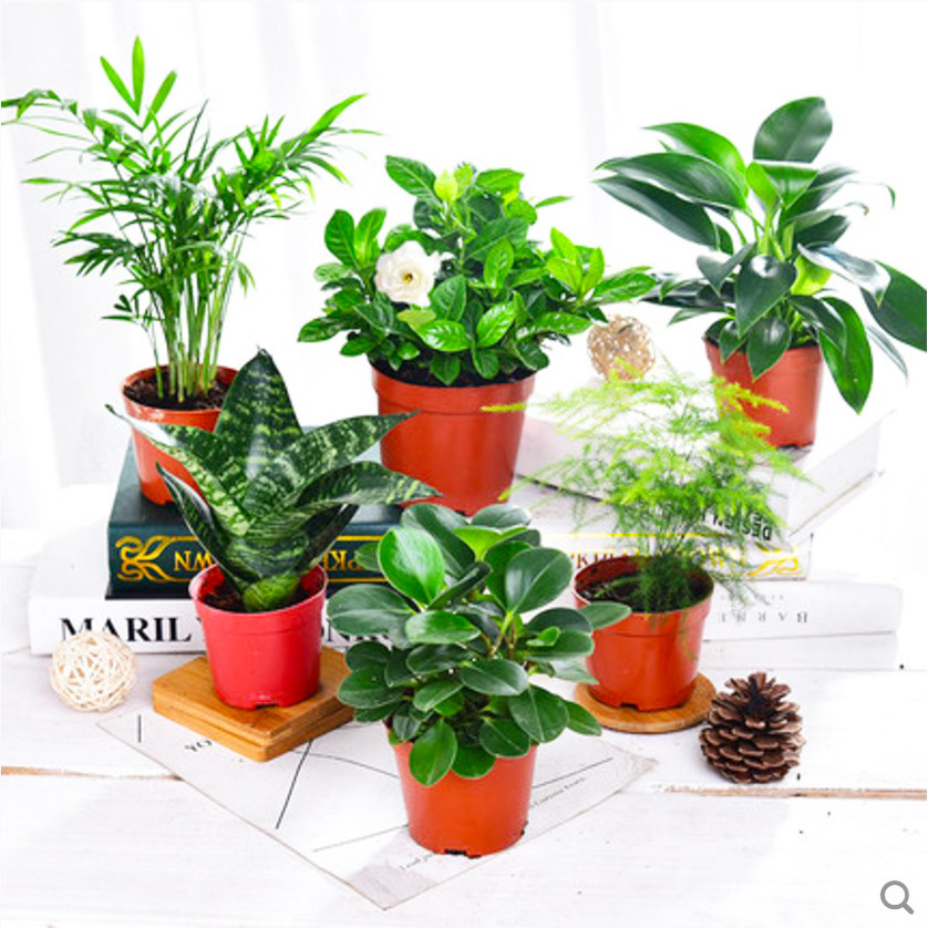 发财树小盆盆栽植物花卉甲醛阳台绿植办公桌防辐射绿植