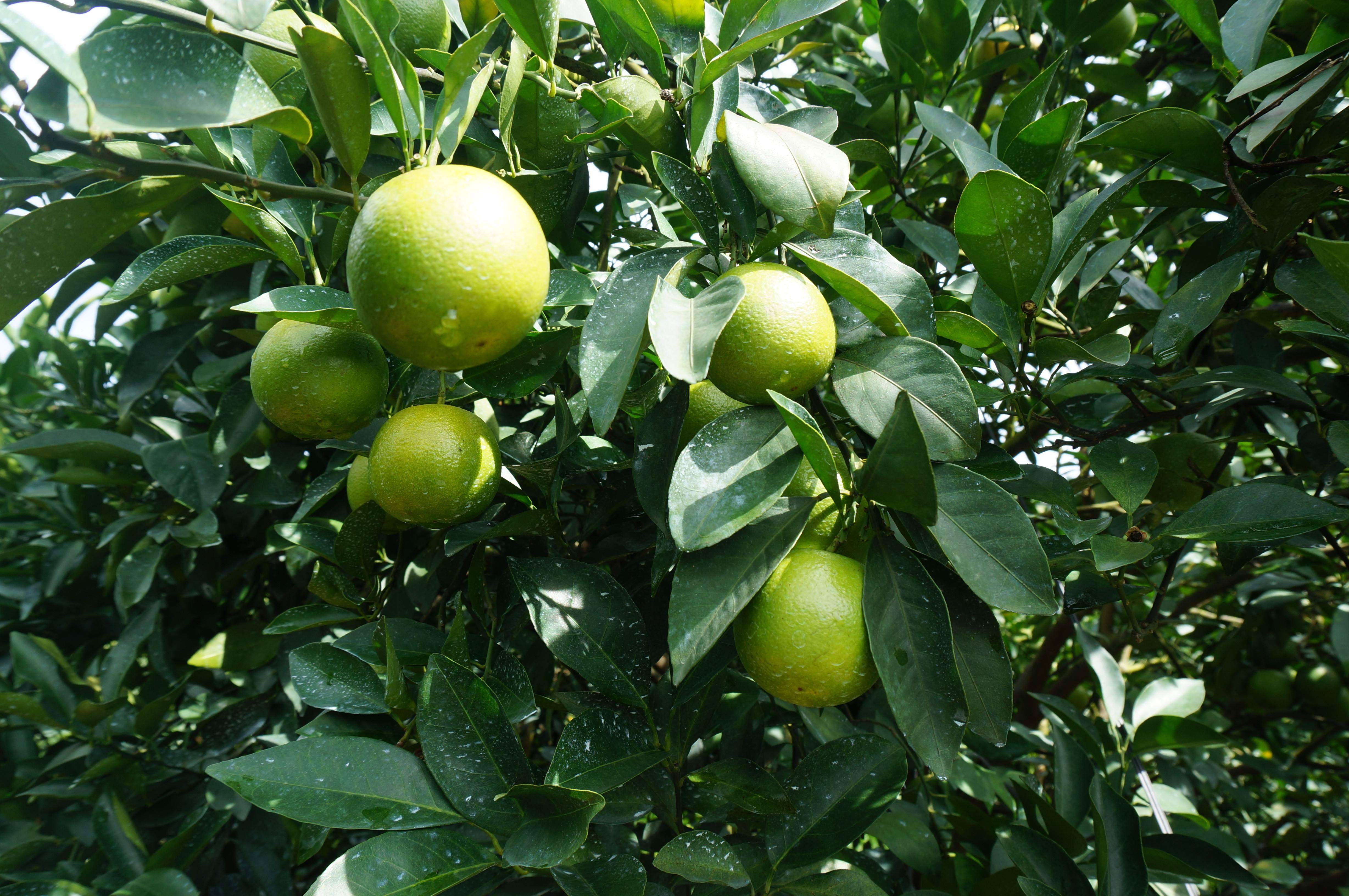 橙苗果树树苗橙子正宗云南冠褚嫁接果苗庭院果树