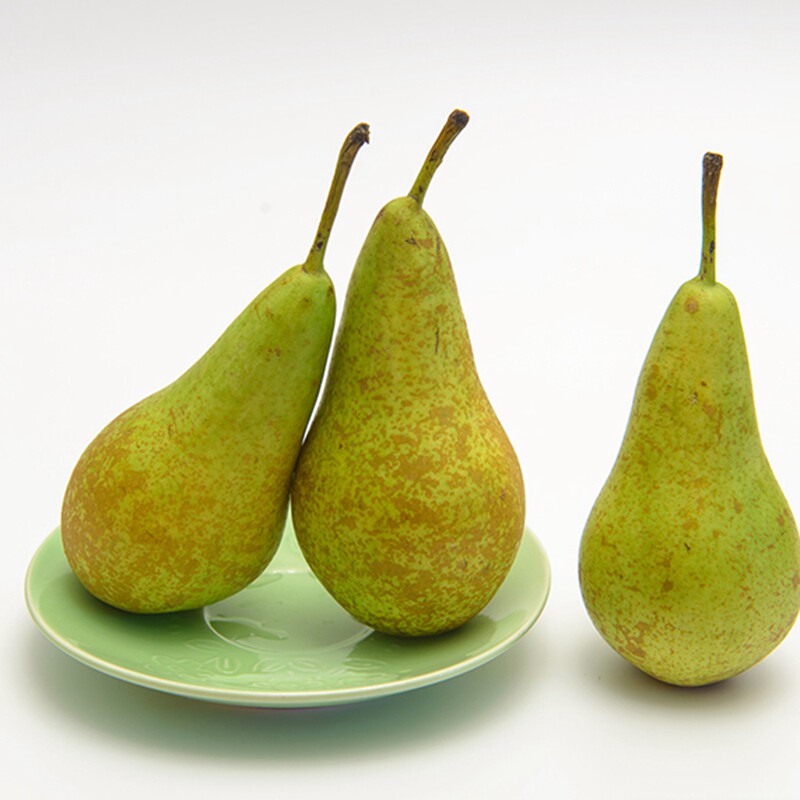 梨树树苗青啤梨苗新品种比利时西洋荷兰果树