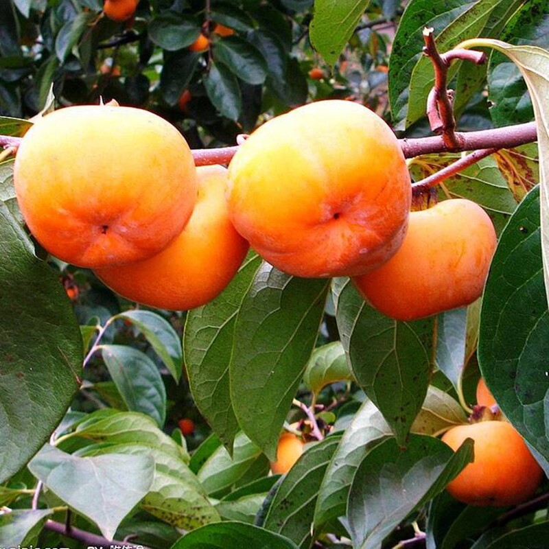 树苗甜柿新品中果日本富有柿子盆栽地栽不脱果树
