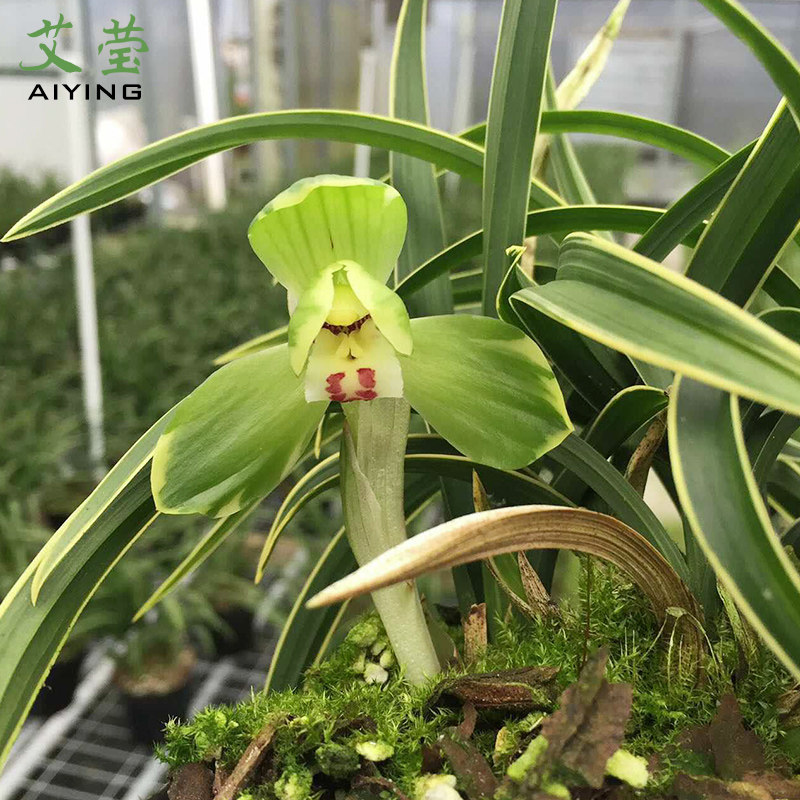 莹兰花苗春兰矮种金边艺金富贵现带花苞出售时令草本花卉