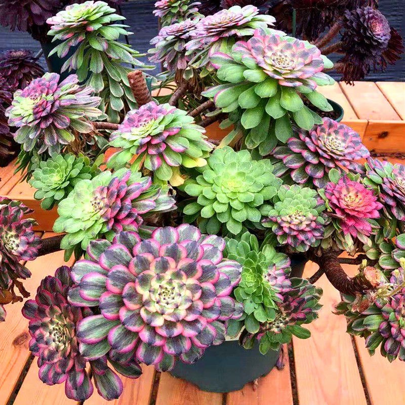 多肉植物稀有货欧佳丽三仙三圣三尊花纳红颜粉黛花托
