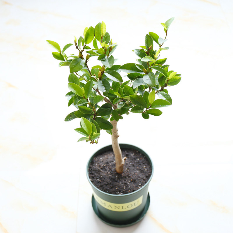 含笑花卉树苗四季种植浓香花苗盆栽当年开花花卉