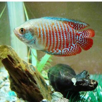 血丽丽活体草缸鱼淡水鱼新手练手鱼宠物鱼好养耐活不打氧气观赏鱼