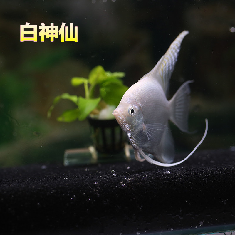 红头玻璃神仙燕鱼活体热带观赏黑白燕鸳鸯蓝魔鬼烟熏汐灵水族馆