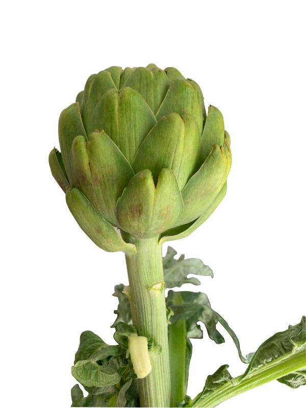 洋蓟artichokes300g朝鲜法式百合蔬菜叶菜类