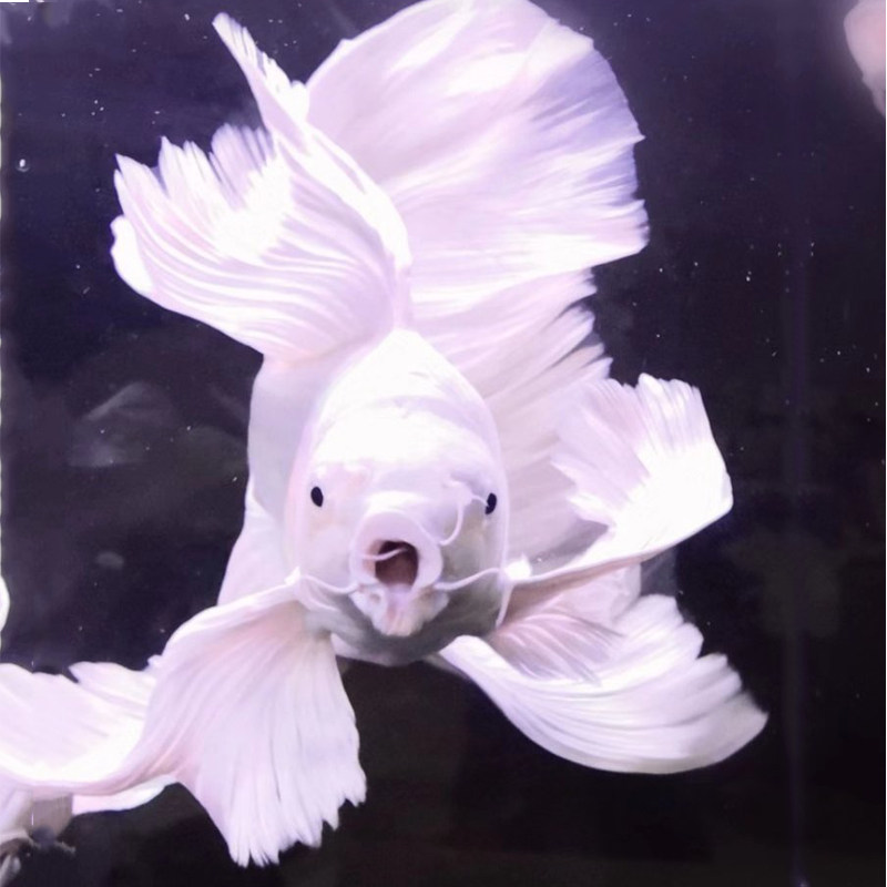 蝴蝶贵妃球体鲤短台湾鲤鱼鱼龙鲤金龙凤锦鲤鱼